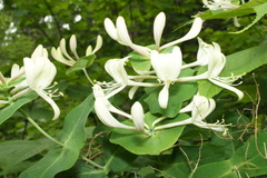 Lonicera caprifolium