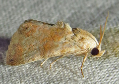 Eublemma minima