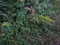 Solidago arguta arguta