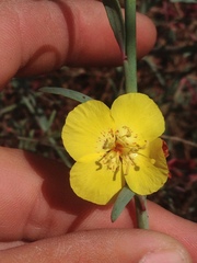 Eulobus crassifolius