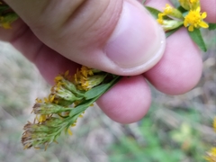Solidago arguta arguta