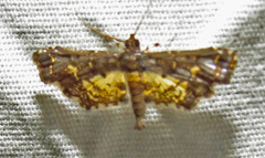 Eurrhyparodes lygdamis