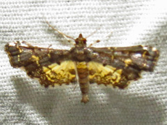 Eurrhyparodes lygdamis