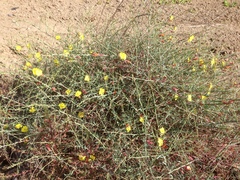 Eulobus crassifolius