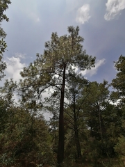 Pinus teocote