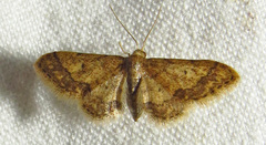 Idaea celtima