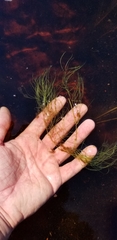 Potamogeton confervoides