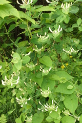 Lonicera caprifolium