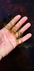 Potamogeton confervoides