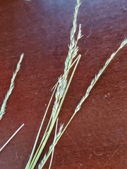 Muhlenbergia cuspidata
