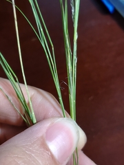 Muhlenbergia cuspidata