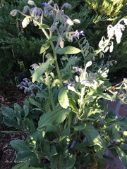Borago