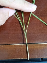 Muhlenbergia cuspidata