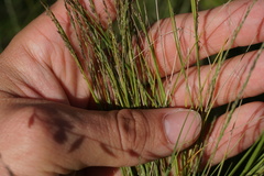 Muhlenbergia cuspidata