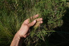 Muhlenbergia cuspidata