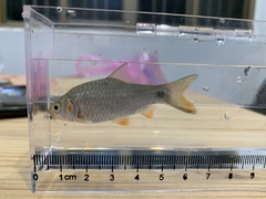 Systomus orphoides