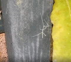 Cladoxerus