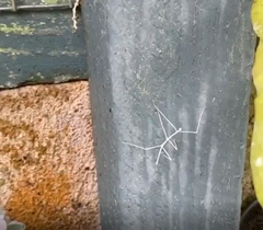 Cladoxerus