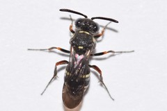 Epinysson tramosericus