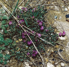 Astragalus spatulatus