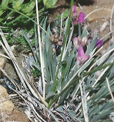 Astragalus spatulatus