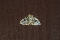 Palpita arsaltealis