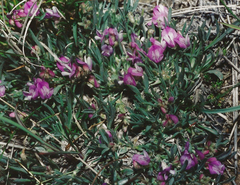 Astragalus spatulatus
