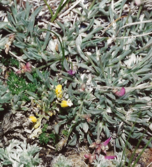 Astragalus spatulatus