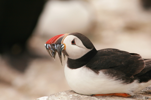 Frailecillo atlántico (Fratercula arctica)