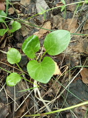 Pyrola rotundifolia