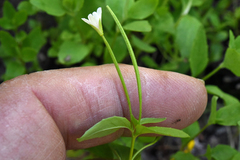 Epilobium howellii