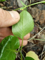 Pyrola rotundifolia