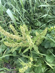 Rumex maritimus