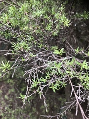 Kunzea ericoides