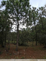 Pinus teocote