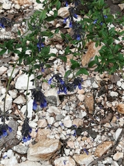 Salvia helianthemifolia