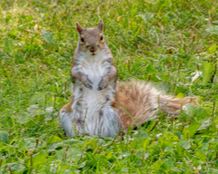 Sciurus carolinensis