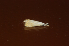 Haimbachia placidellus