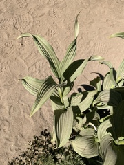 Veratrum viride eschscholtzianum