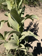 Veratrum viride eschscholtzianum