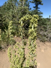 Veratrum viride eschscholtzianum