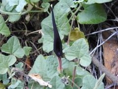Aristolochia wrightii
