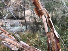 Leptospermum brachyandrum