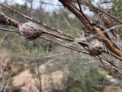 Leptospermum brachyandrum
