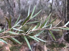 Leptospermum brachyandrum