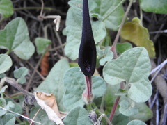 Aristolochia wrightii
