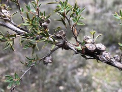 Leptospermum arachnoides