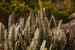 Pleopeltis lepidopteris