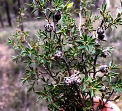 Leptospermum arachnoides