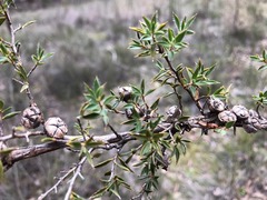 Leptospermum arachnoides
